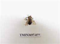 藏品(膜翅目(蜂))的圖片